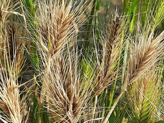 Hordeum geniculatum
