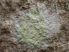 Lecanora barkmaniana