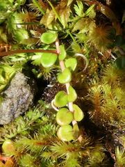 Epilobium brunnescens