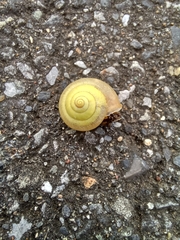 Bradybaena pellucida