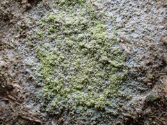 Lecanora barkmaniana
