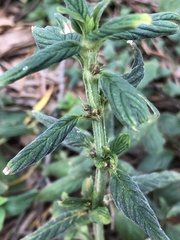 Spermacoce latifolia