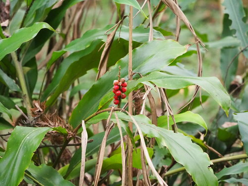 Alpinia kawakamii, photograph 3