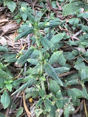 Spermacoce latifolia