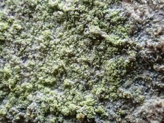 Lecanora barkmaniana