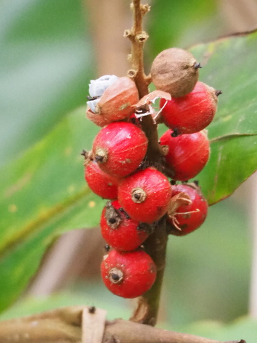 Alpinia kawakamii, photograph 4