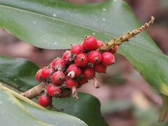 Alpinia kawakamii