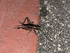 Loxoblemmus