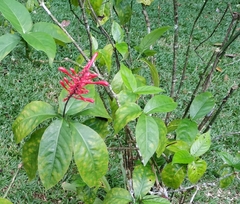 Odontonema