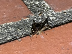 Loxoblemmus