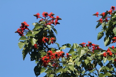 Erythrina subumbrans