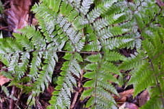 Ctenitis subglandulosa