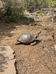 Chelonoidis niger