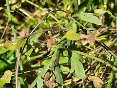 Veronica ceratocarpa