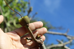 Pseudobombax septenatum