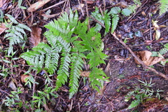 Ctenitis subglandulosa