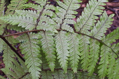 Ctenitis subglandulosa