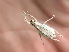 Compsus viridivittatus