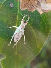 Compsus viridivittatus