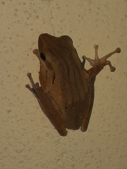 Polypedates leucomystax