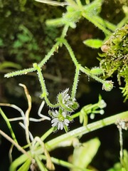 Cerastium brachypetalum