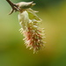 Corylopsis multiflora - Photo Oikeuksia ei pidätetä, lähettänyt 葉子