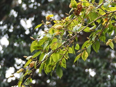 Corylopsis multiflora