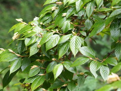 Corylopsis multiflora