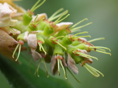 Corylopsis multiflora
