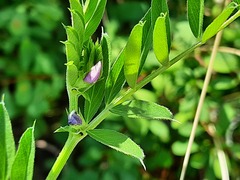 Vicia sativa