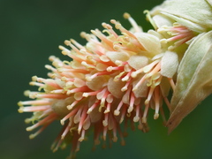 Corylopsis multiflora
