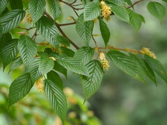 Corylopsis multiflora