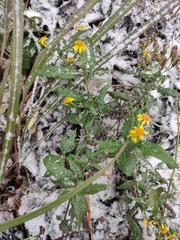 Senecio scandens