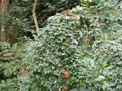 Causonis corniculata