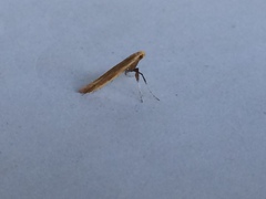 Caloptilia invariabilis