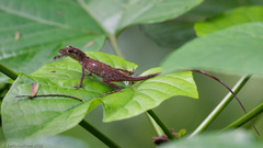 Anolis humilis