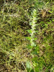 Ajuga orientalis