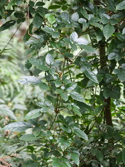 Causonis corniculata