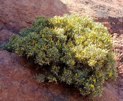 Ulex canescens
