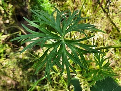 Delphinium macropogon