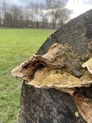 Coriolopsis gallica