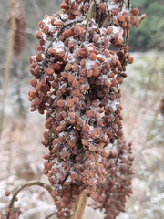 Rhus chinensis