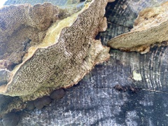 Coriolopsis gallica