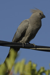 Corythaixoides concolor
