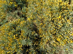 Ulex canescens
