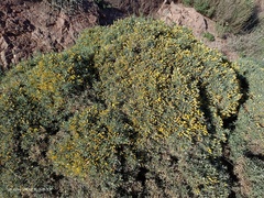 Ulex canescens