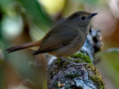 Niltava macgrigoriae