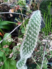 Opuntia microdasys