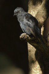 Melaenornis pammelaina