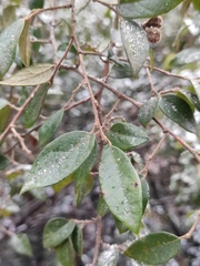 Loropetalum chinense